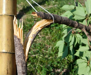 Слом растения об подвязочный материал в результате отсутствия эластичности у бамбука
